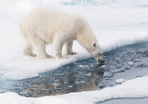 Polar Bear, Spitsbergen by Al Bakker